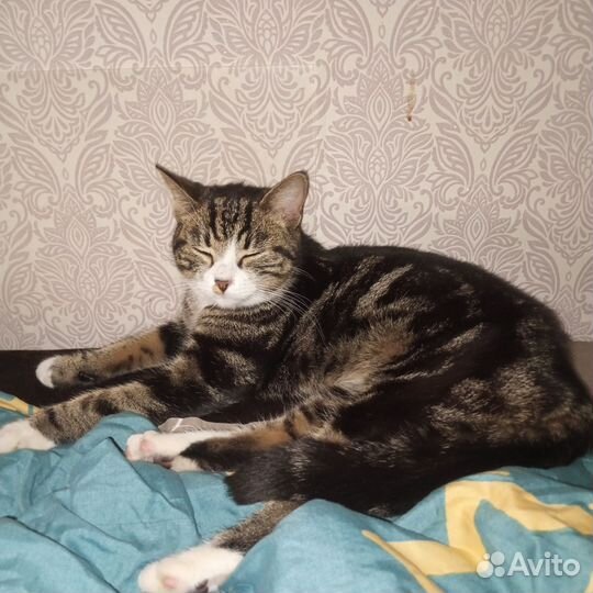 Кошечка ищет хозяев