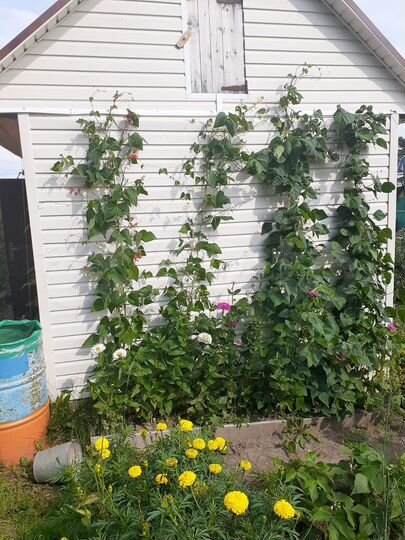 Дача 10 м² на участке 8 сот.