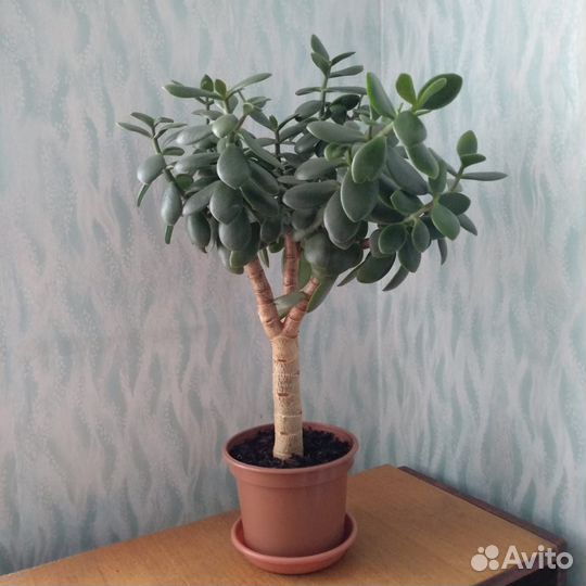 Денежное дерево (толстянка)