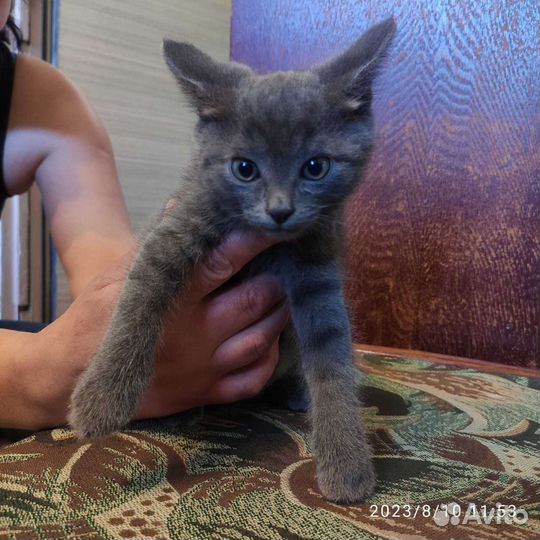 Кошка в дар