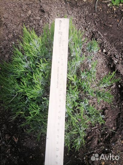 Лаванда крымская