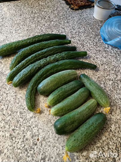 Огурцы свежие домашние
