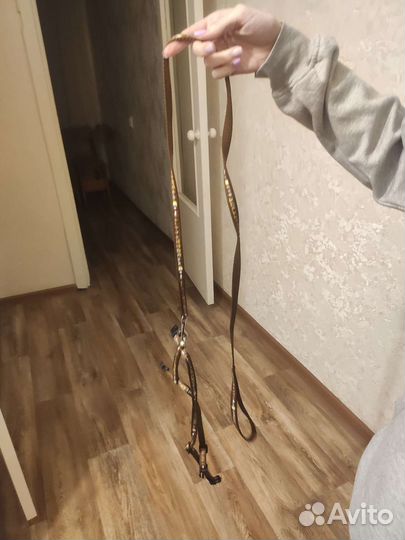 Одежда для кота и кошек