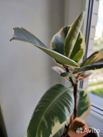 Фикус эластика