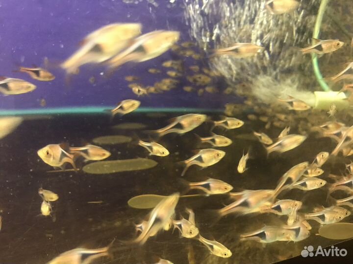 Аквариумные рыбки