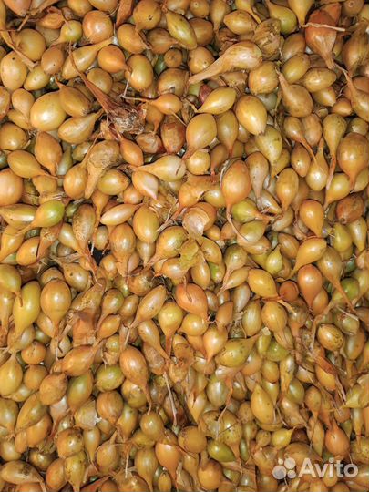 Лук севок. Штутгартер, стурон, кармен, белый орел