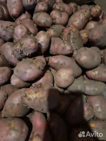 Продам картофель