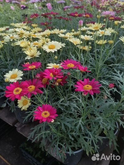 Аргерантемум