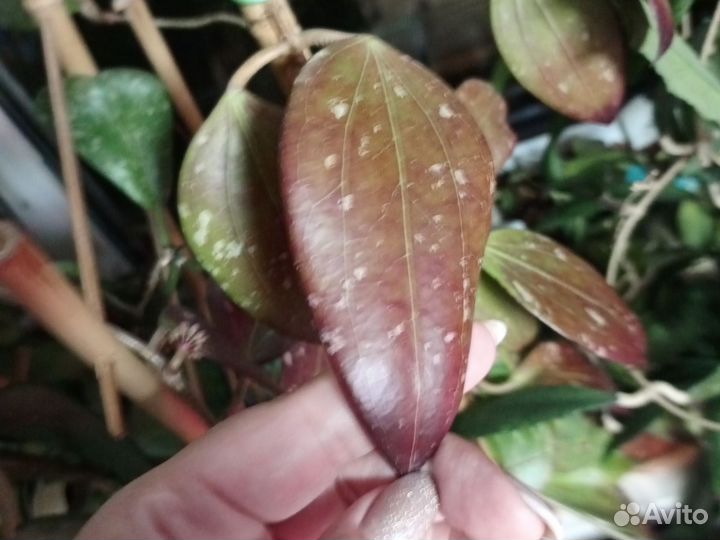 Хойя Регида