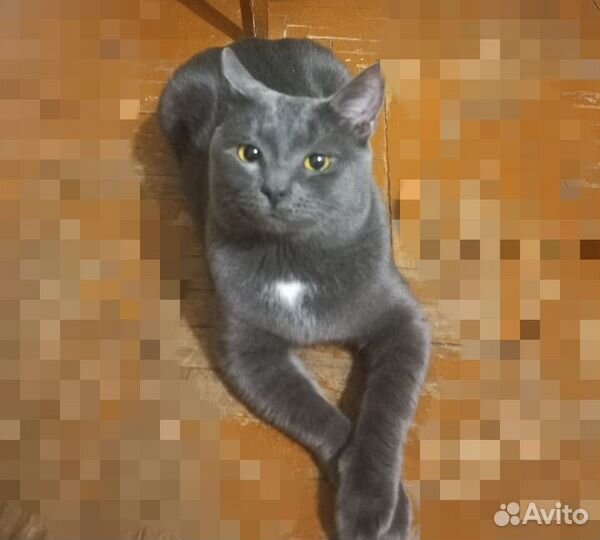 Кот на вязку