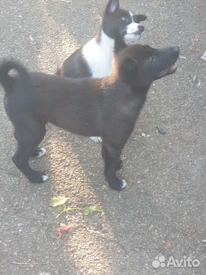 Щенки лайки