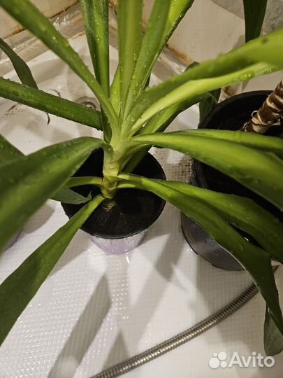 Комнатные цветы юкка