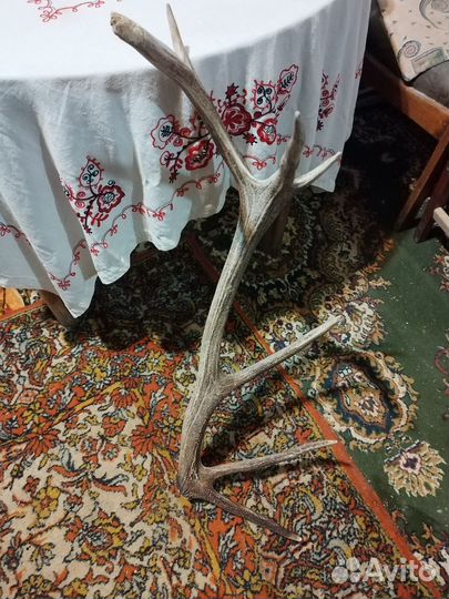 Продам рога оленя