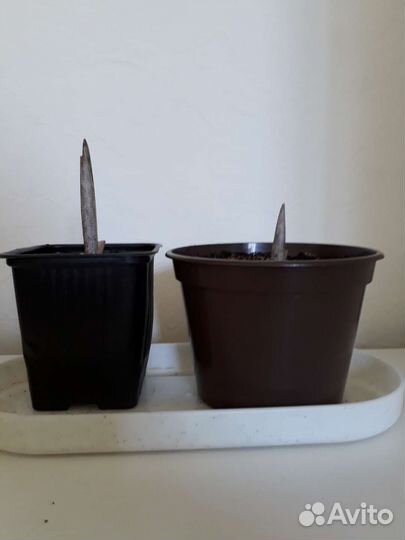 Комнатные растения