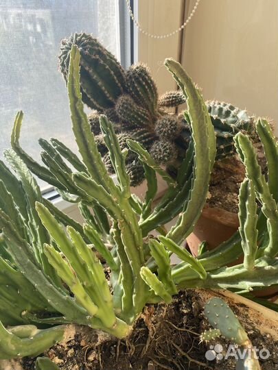 Кактусы редкие