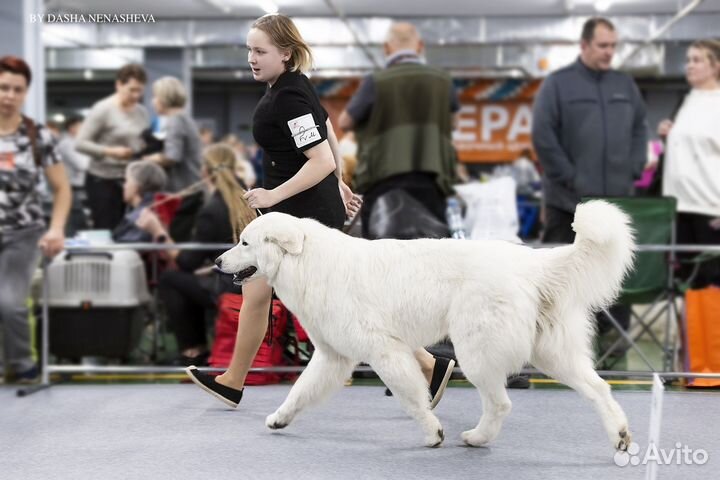 Хендлер, выставки собак, подготовка, показ