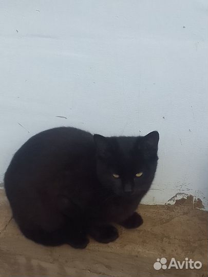 Отдам кота в добрые руки