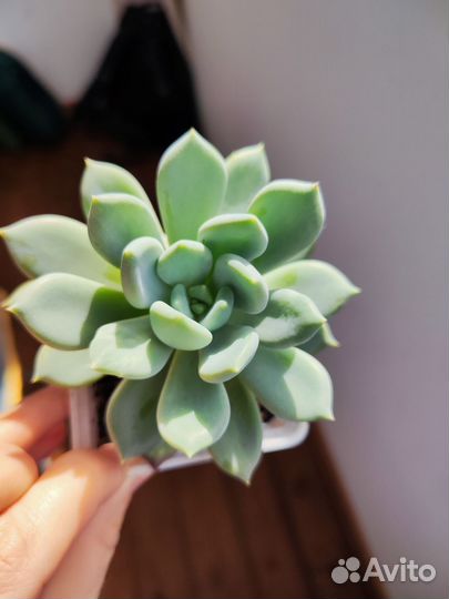 Пахиверия Драко