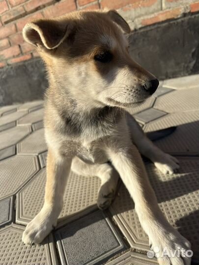 Собака в добрые руки отдам бесплатно