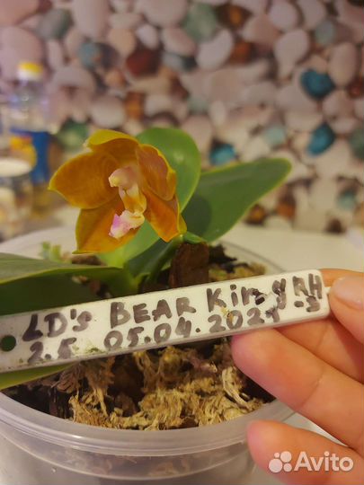 Орхидеи Мики сортовые и обычные