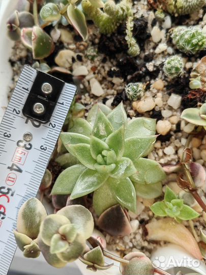 Эхеверия суккулент (каменная роза)