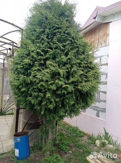 Туя брабант