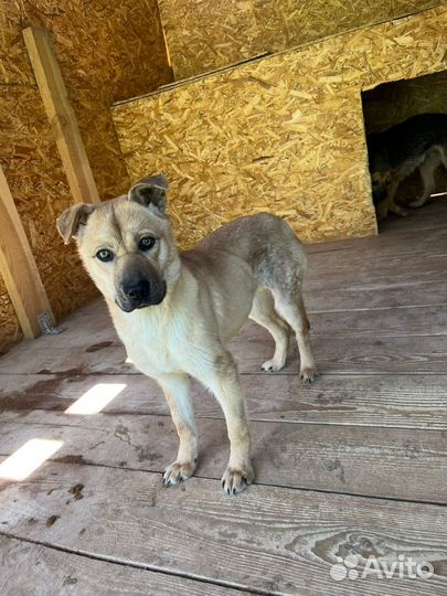 Собака в добрые руки