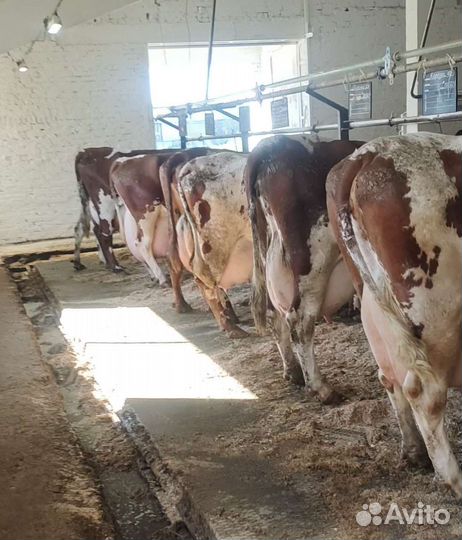 Продам телок Айрширской породы