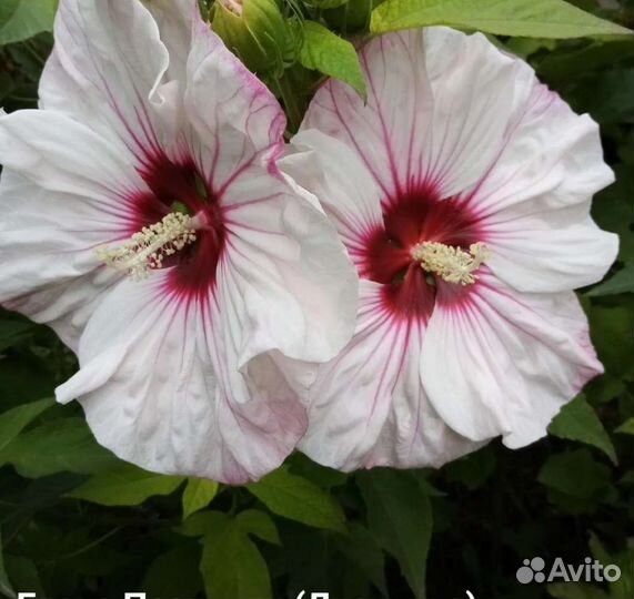 Гибискус травянистый Черри Чизкейк