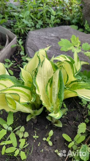 Хоста растение