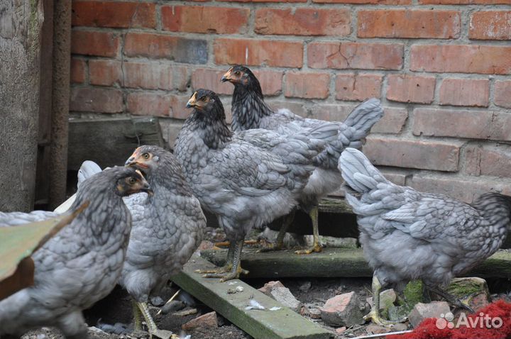 Инкубационное яйцо Редбро - М и Доминант