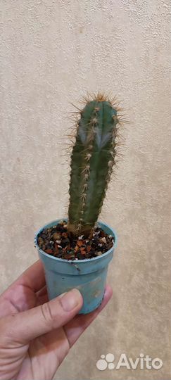 Кактусы и суккуленты