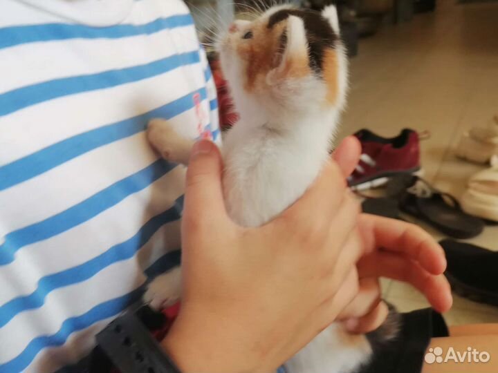 Котенок девочка в добрые руки