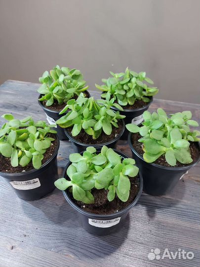 Крассула Мани Мейкер, вариегатная