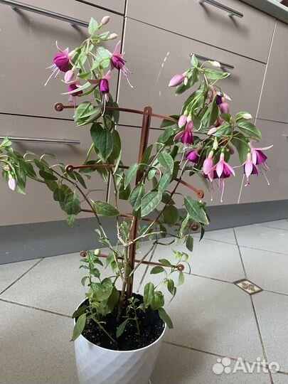 Комнатные растения