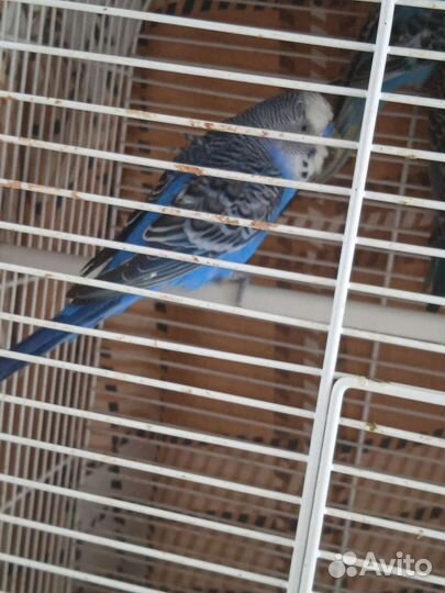 Птенцы волнистый попугай