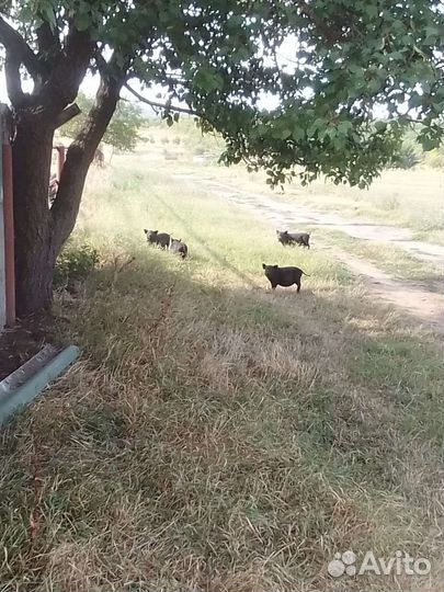 Быки и телки