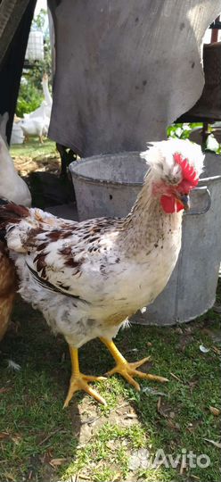 Петухи, утята, гусята