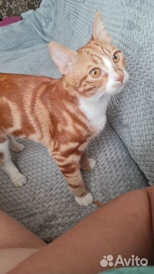 Отдам котика в добрые руки