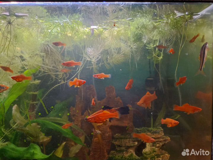 Меченосцы,Гурами,Пельвикахромисы