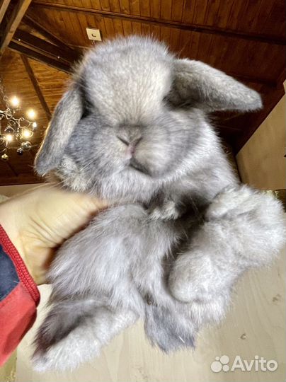 Декоративные карликовые кролики Минилопы