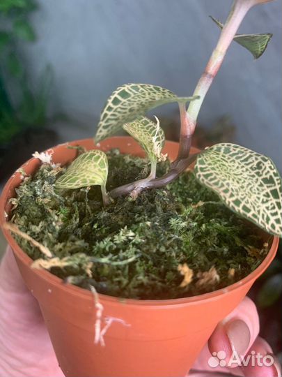 Орхидея Jewel Orchid Topaz Ludsia d 7