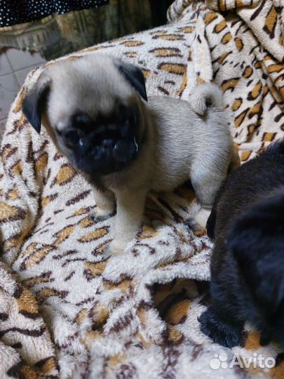 Щенки мопса