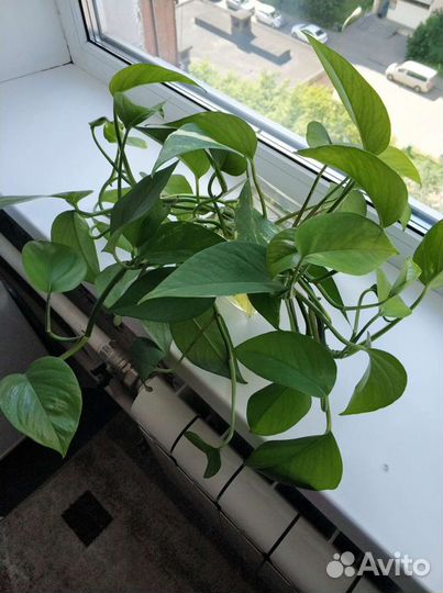 Сциндапсус, эпипремнум вьющееся растение