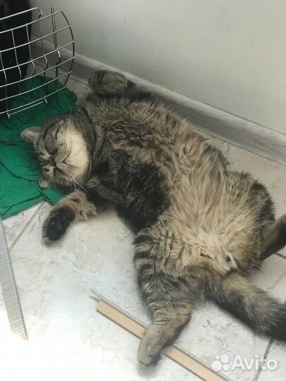 Кот даром Экзот