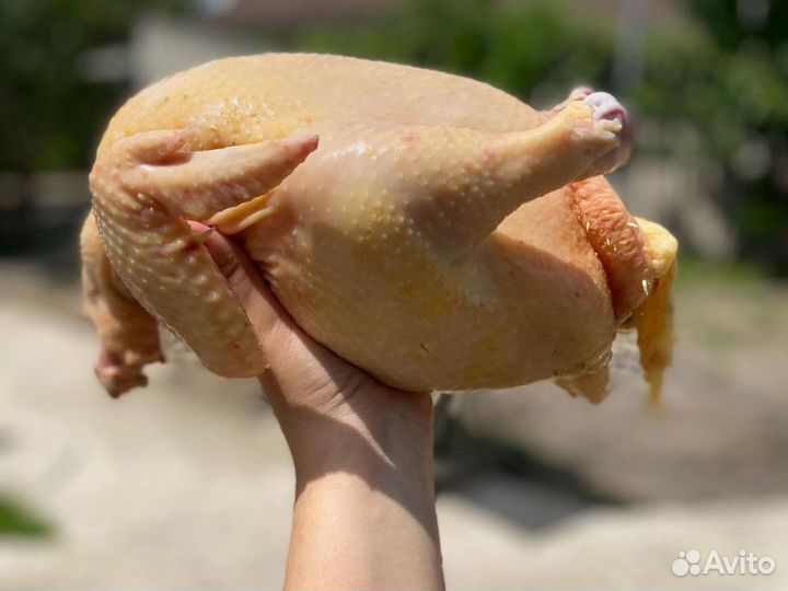 Куриное мясо оптом от 50 тушек