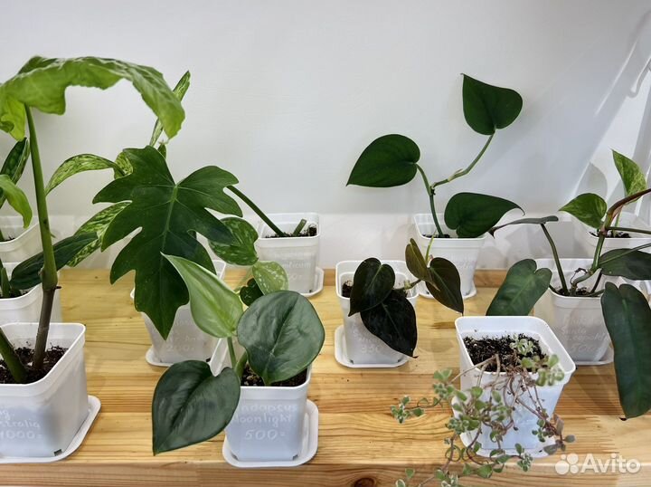 Эпипремнумы, сингониумы, сциндапсусы и др