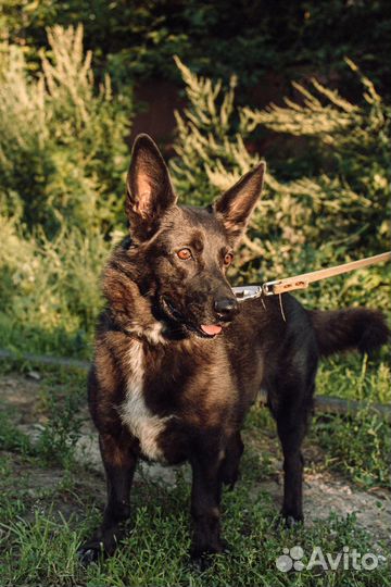 Небольшая собака-компаньон Арья в добрые руки