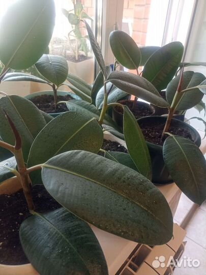 Фикус каучуковый Робуста
