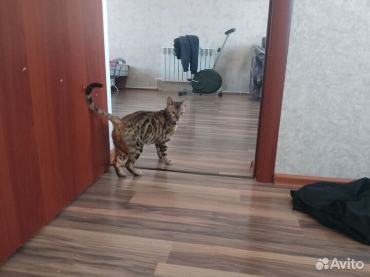 Бенгальская кошка